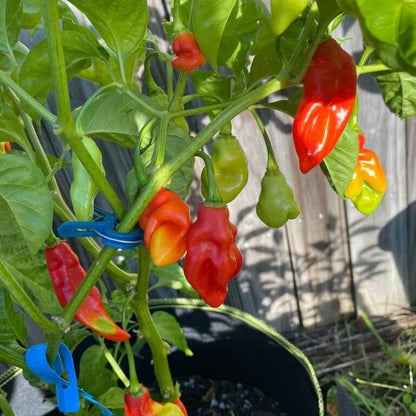 Trinidad Pimento Seeds