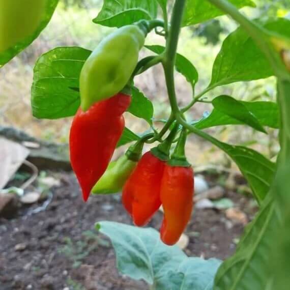 Trinidad Pimento Seeds
