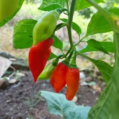 Trinidad Pimento Seeds
