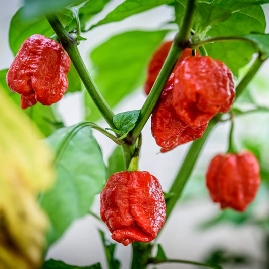 Trinidad Scorpion Pepper Seeds  - Vegetable Plant 