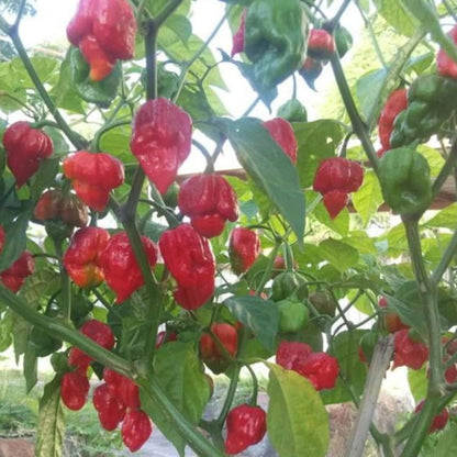 Trinidad Scorpion Pepper Seeds  - Vegetable Plant 