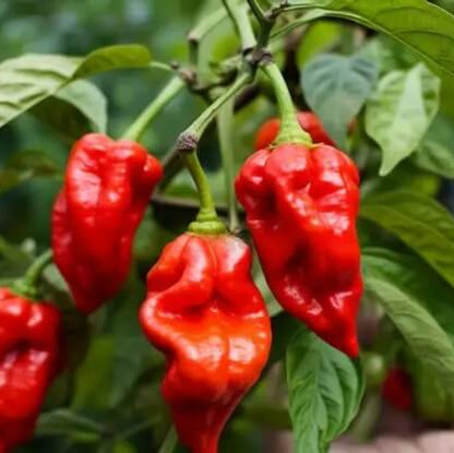 Trinidad Scorpion Pepper Seeds  - Vegetable Plant 