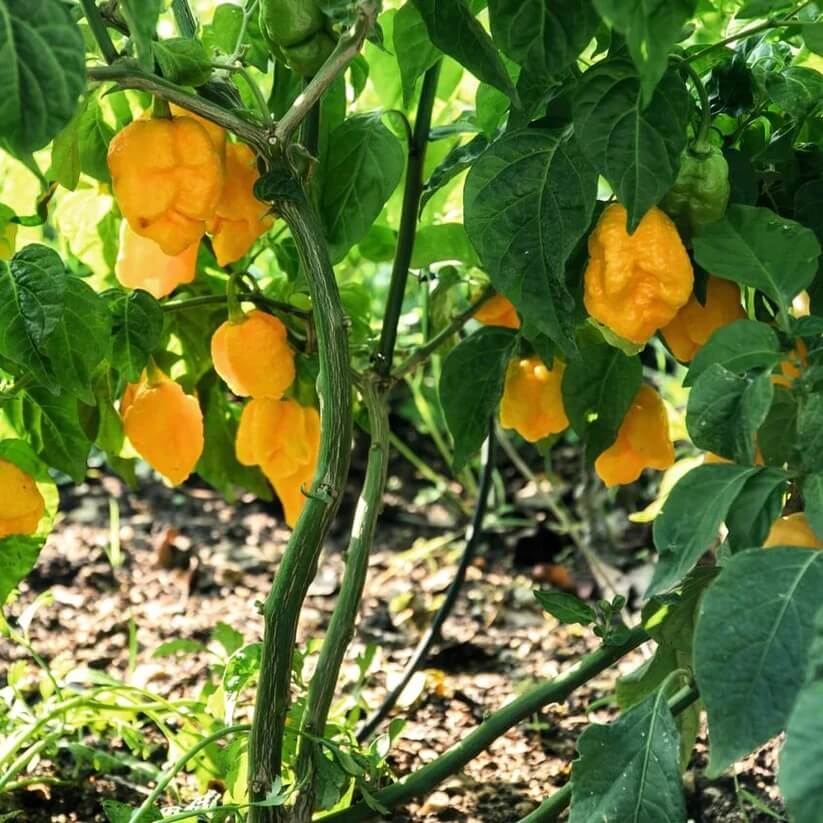 Trinidad Seasoning Pepper Seeds