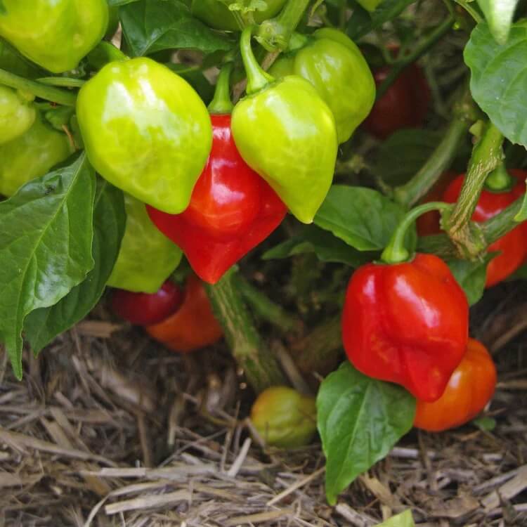 Trinidad Seasoning Pepper Seeds