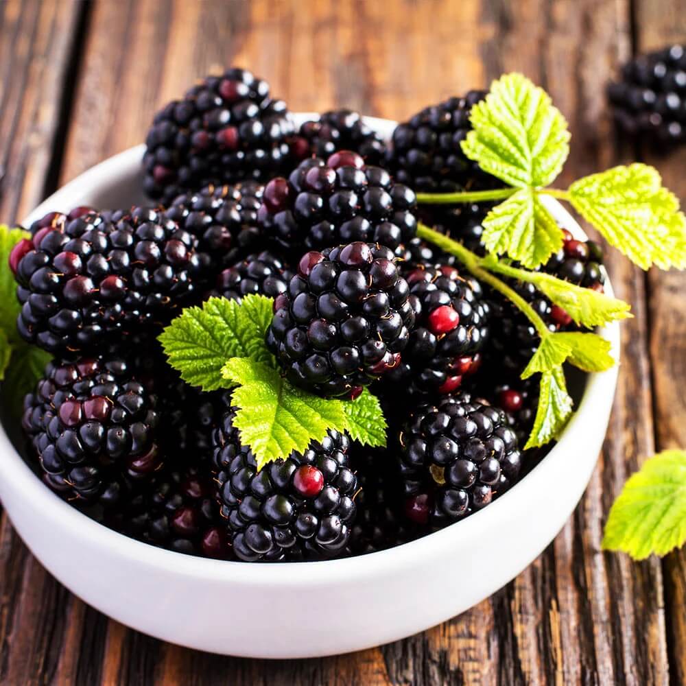 Triple Crown Thornless Blackberry Seeds