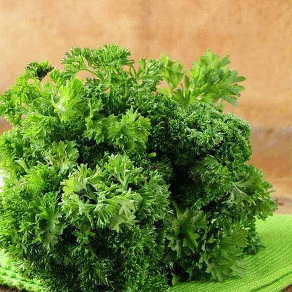 Triple Curled Parsley Seeds