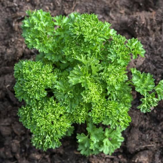 Triple Curled Parsley Seeds