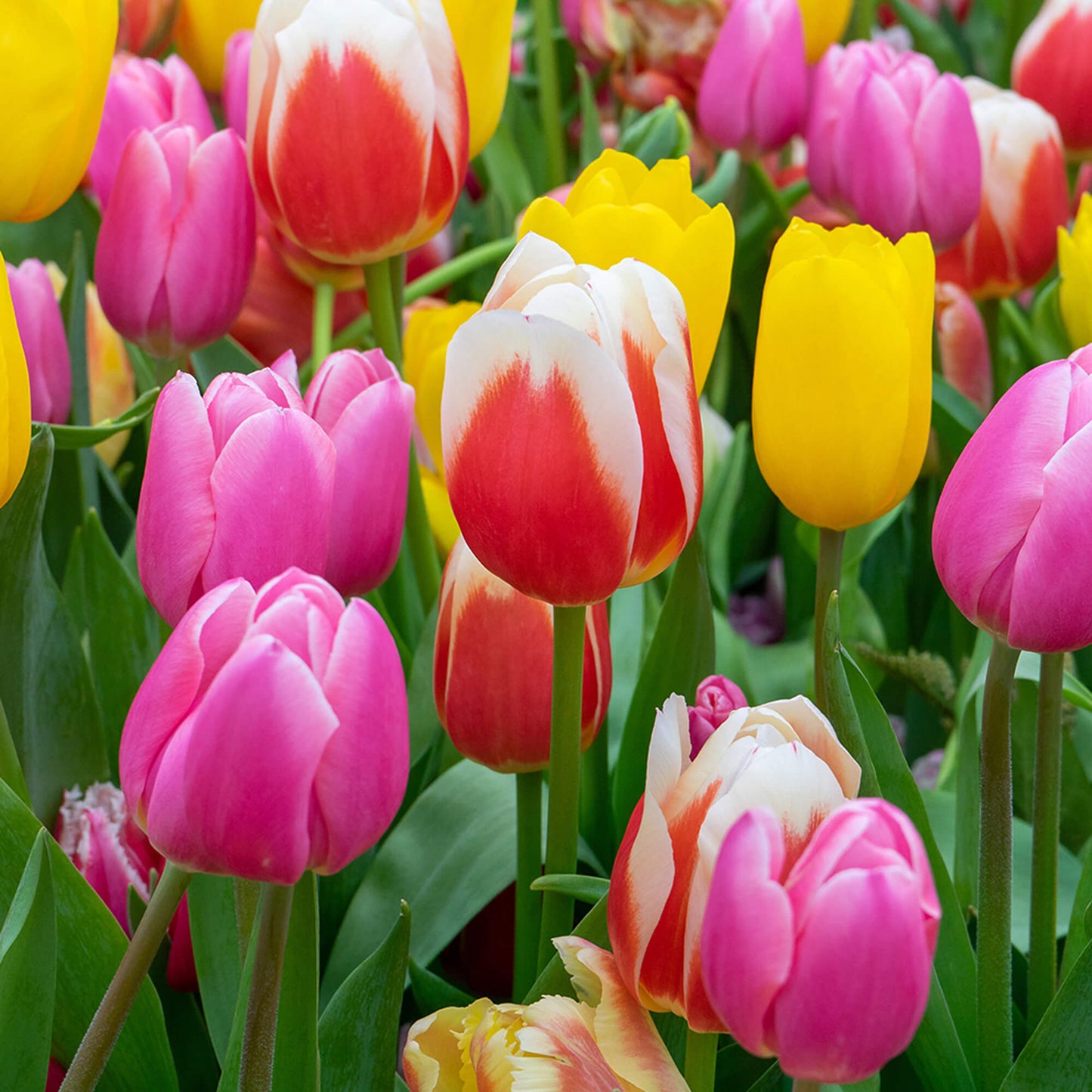 Triumph Tulip Seeds