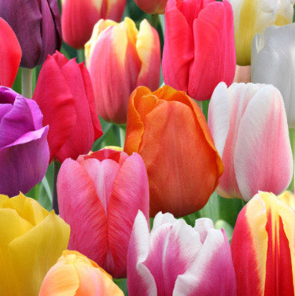 Triumph Tulip Seeds