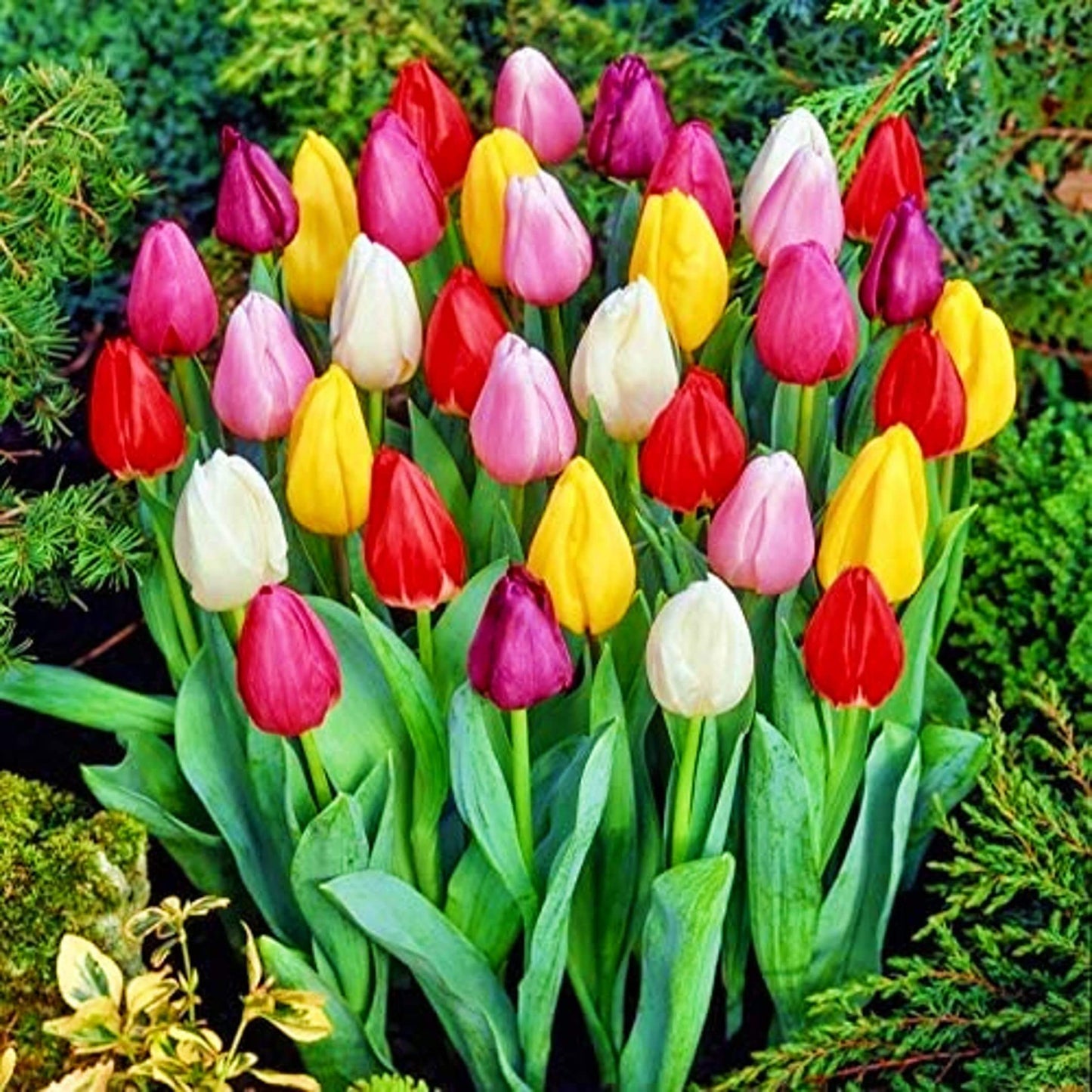 Triumph Tulip Seeds
