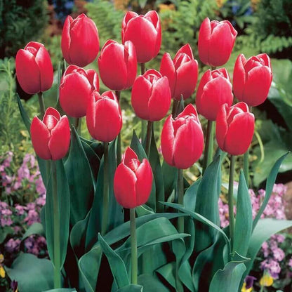 Triumph Tulips seeds