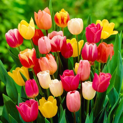 Triumph Tulips seeds