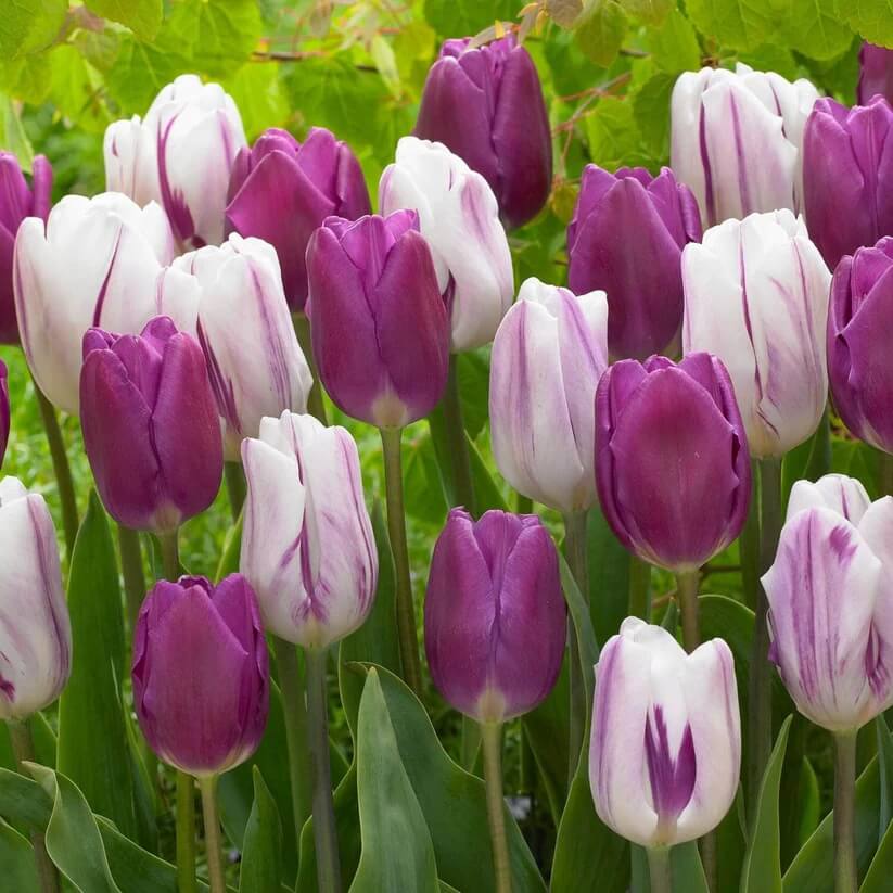 Triumph Tulips seeds