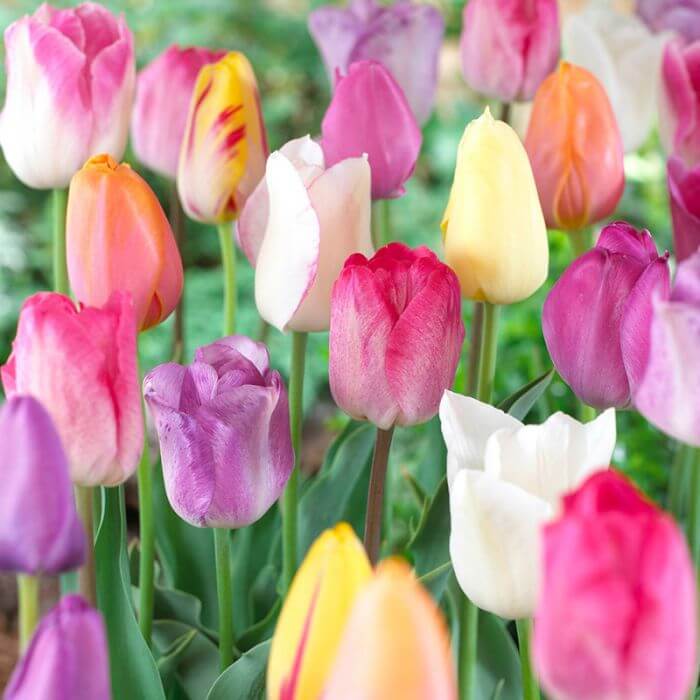 Triumph Tulips seeds