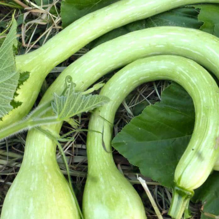 Tromboncino squash seeds - Vegetable Plant