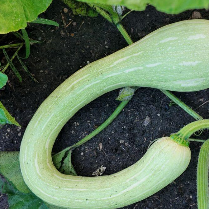 Tromboncino squash seeds - Vegetable Plant
