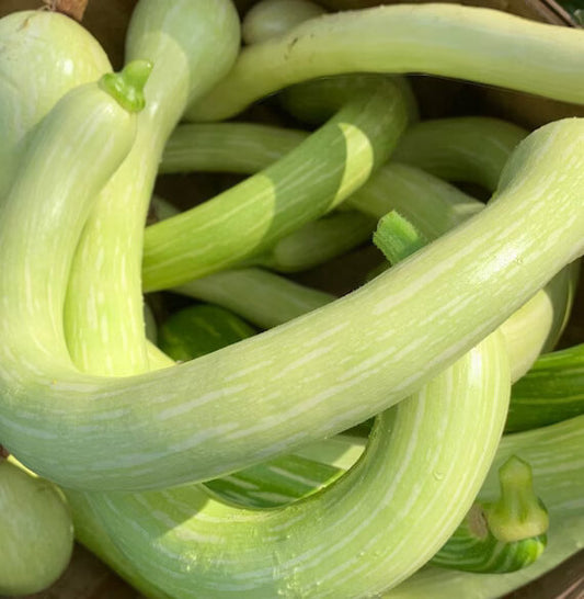 Tromboncino squash seeds - Vegetable Plant