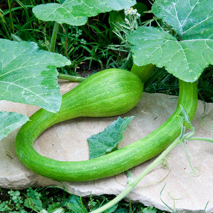Tromboncino zucchini seeds - Vegetable Plant