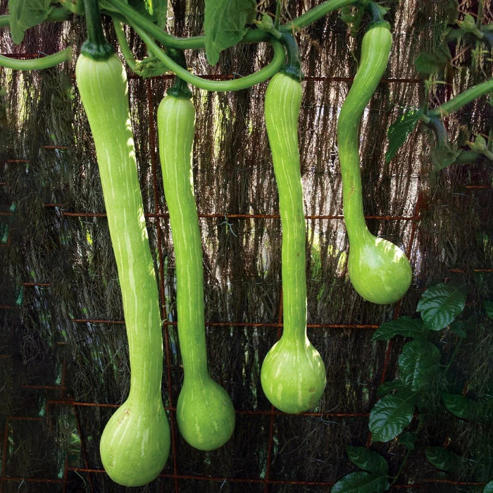 Tromboncino zucchini seeds - Vegetable Plant