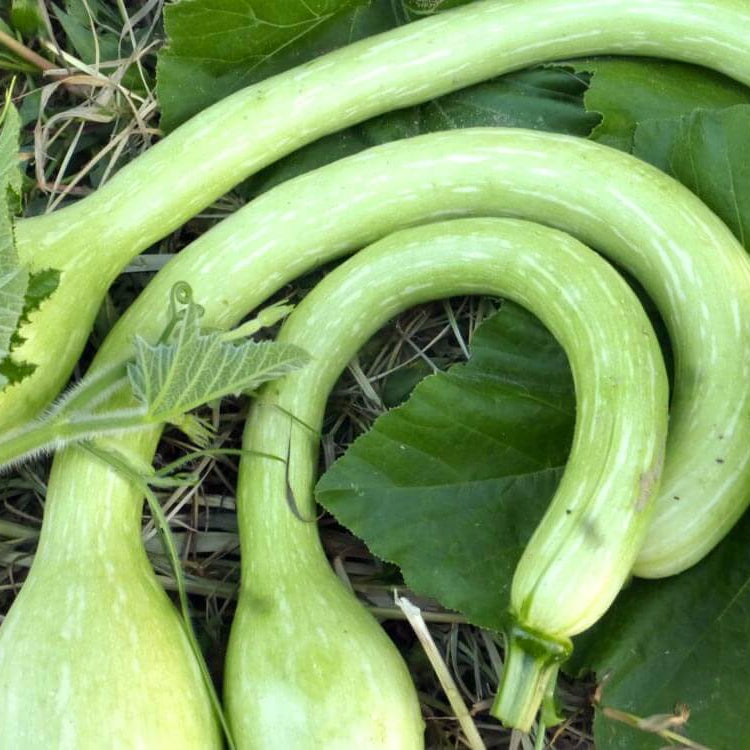 Tromboncino zucchini seeds - Vegetable Plant