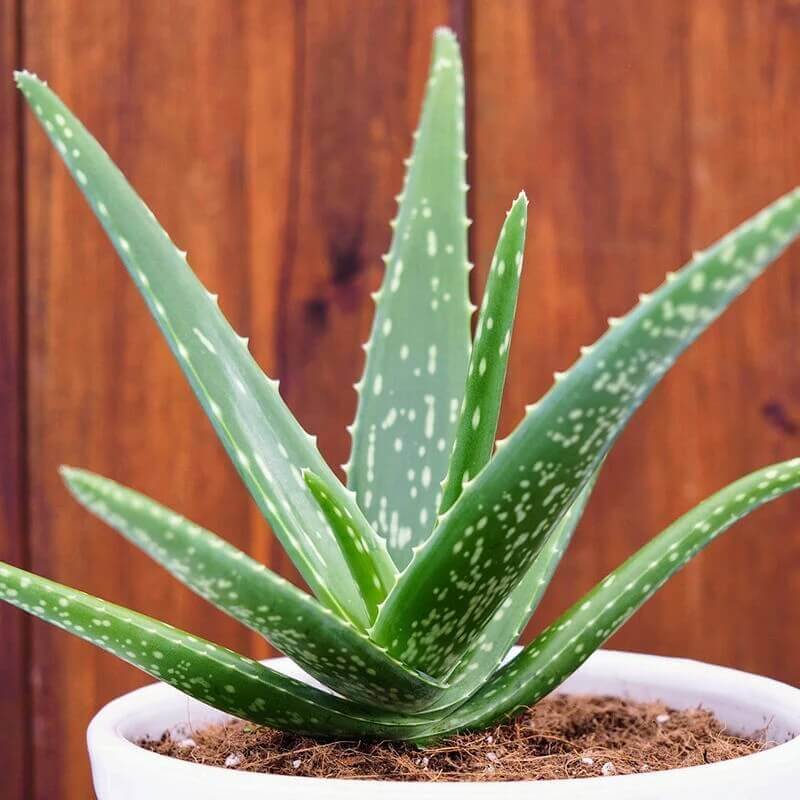 Tropical Aloe seeds