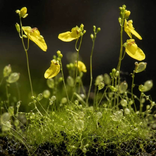 Tropical Bladderwort Seeds