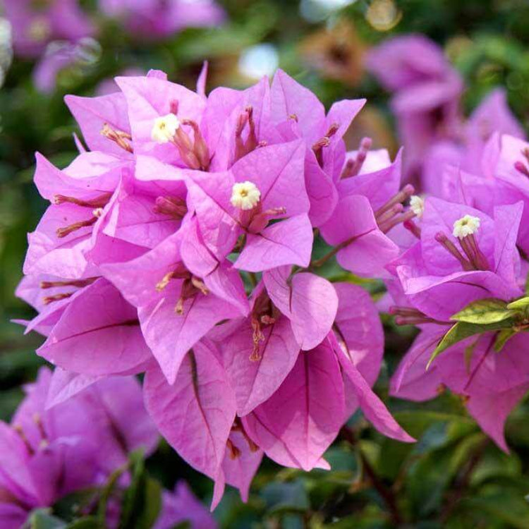 Tropical Bouquet Bougainvillea Seeds - Tropical Flower Plant for Home Gardens