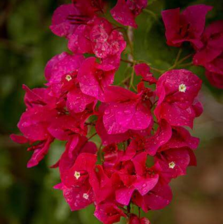 Tropical Bouquet Bougainvillea Seeds - Tropical Flower Plant for Home Gardens