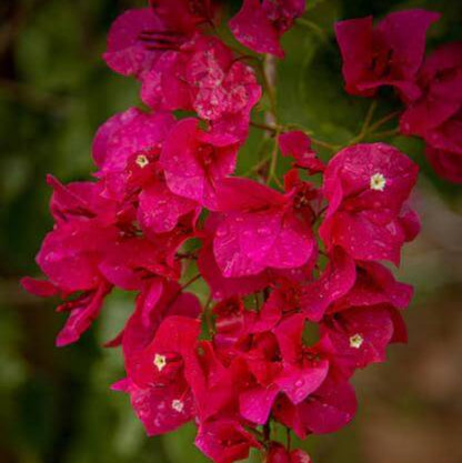 Tropical Bouquet Bougainvillea Seeds - Tropical Flower Plant for Home Gardens