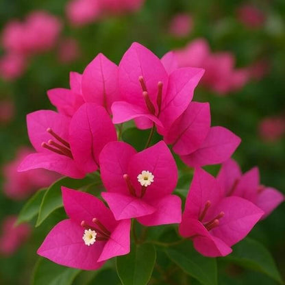 Tropical Bouquet Bougainvillea Seeds - Tropical Flower Plant for Home Gardens