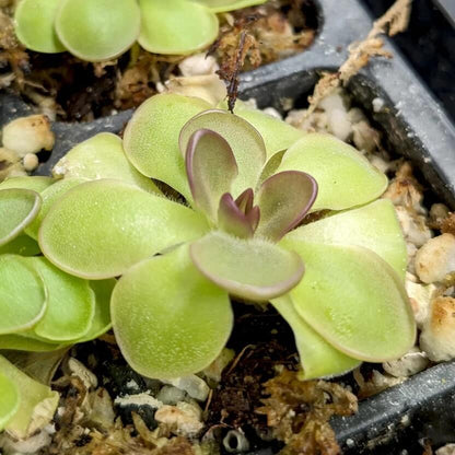 Tropical Butterwort Seeds