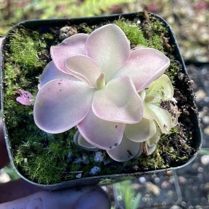 Tropical Butterwort Seeds
