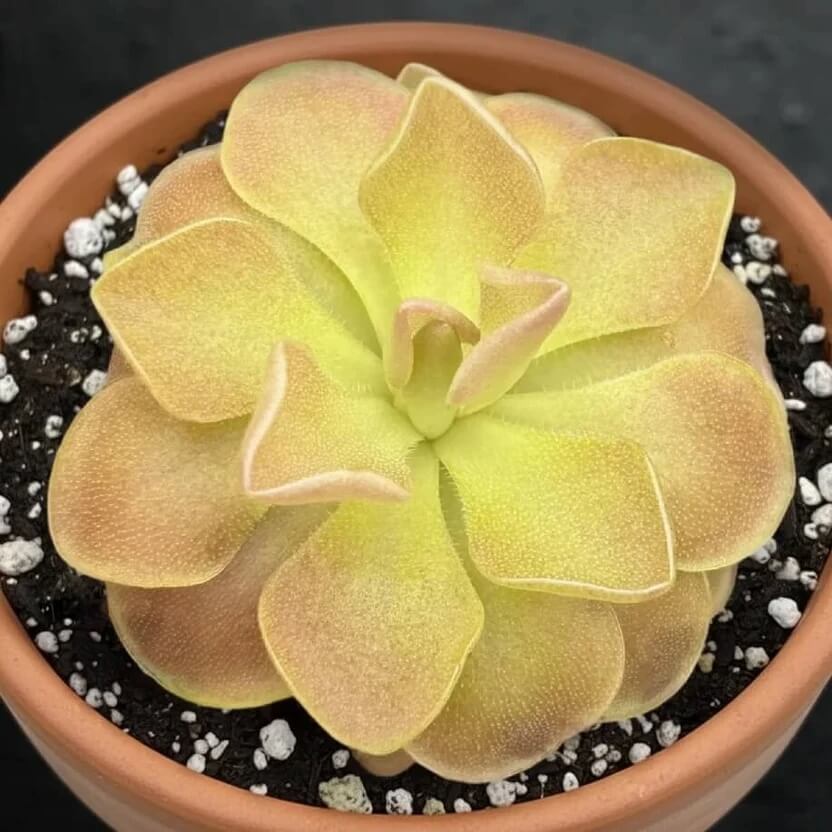 Tropical Butterwort Seeds
