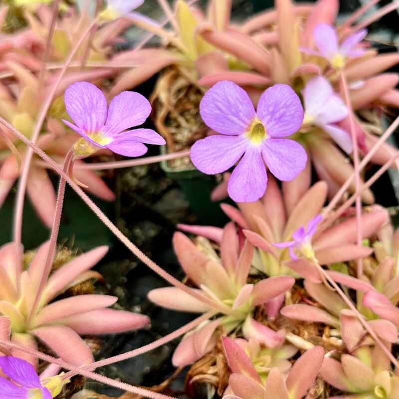 Tropical Butterwort Seeds