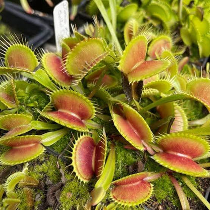 Tropical Carnivorous Plant Seeds