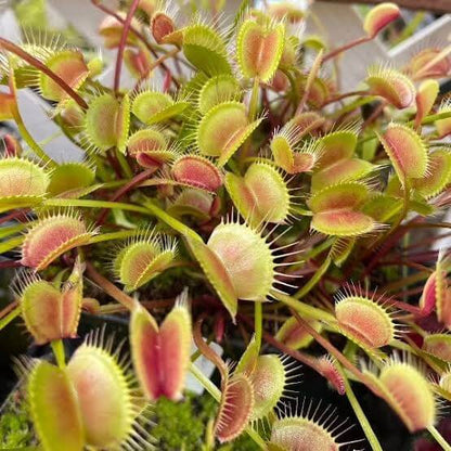 Tropical Carnivorous Plant Seeds