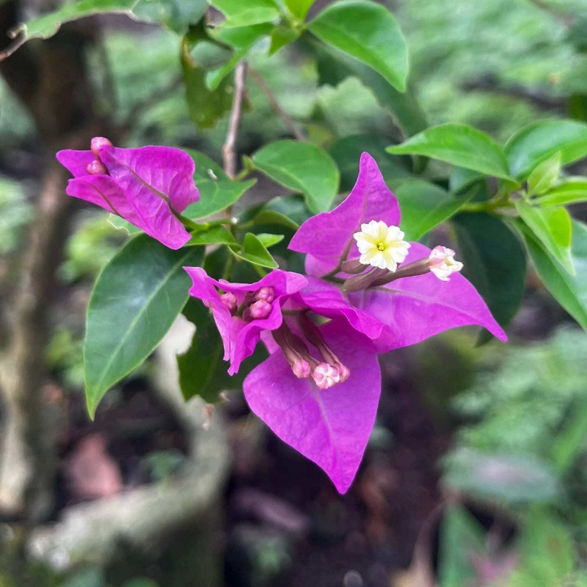 Tropical Climbing Vine Bougainvillea Seeds