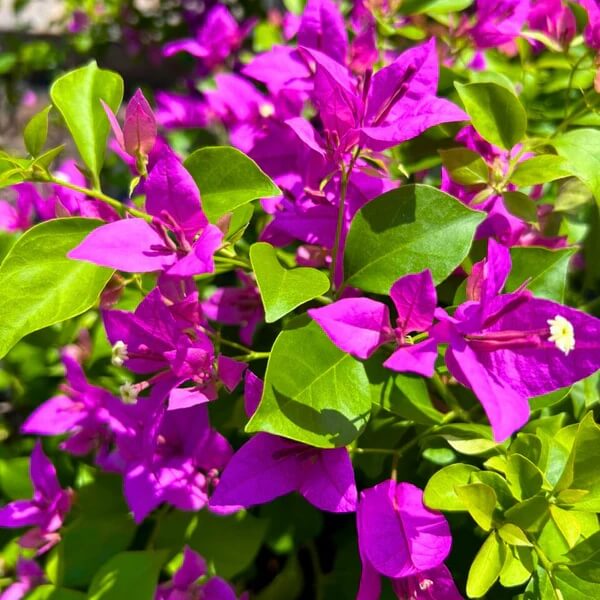 Tropical Climbing Vine Bougainvillea Seeds