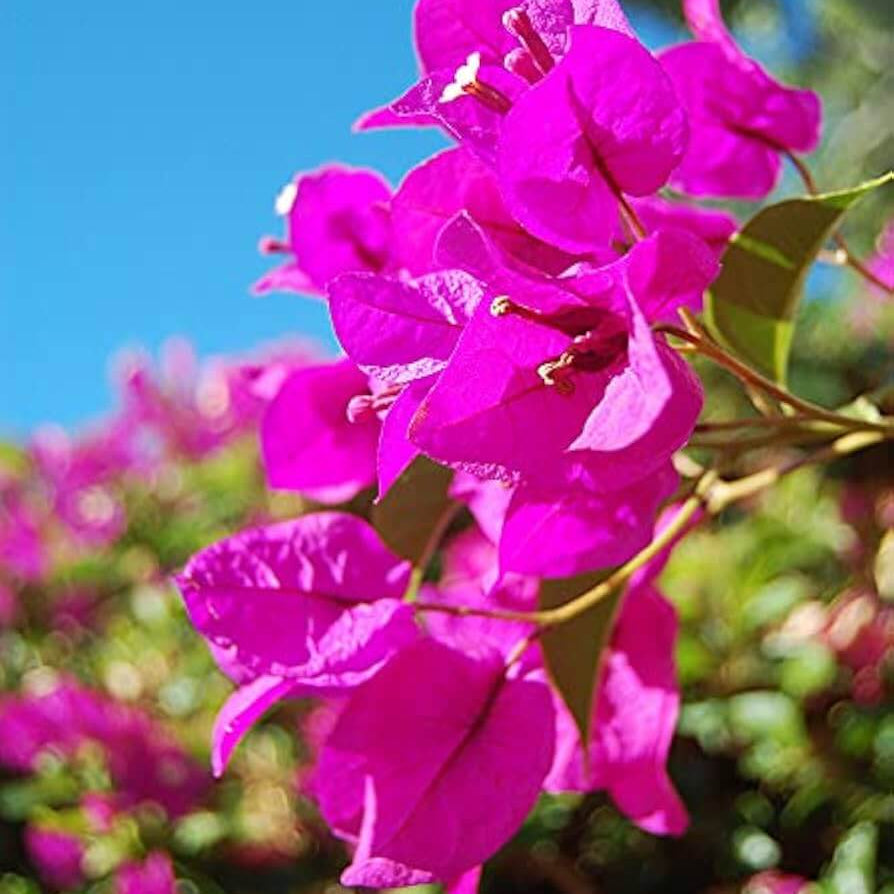 Tropical Climbing Vine Bougainvillea Seeds
