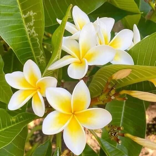 Tropical Frangipani Seeds