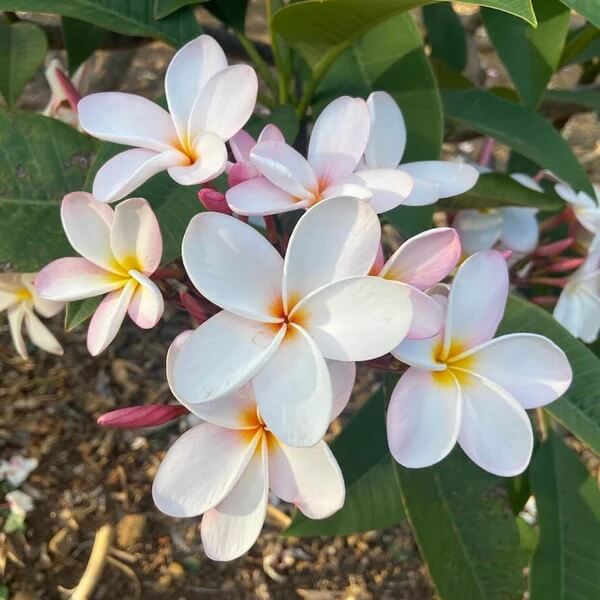 Tropical Frangipani Seeds
