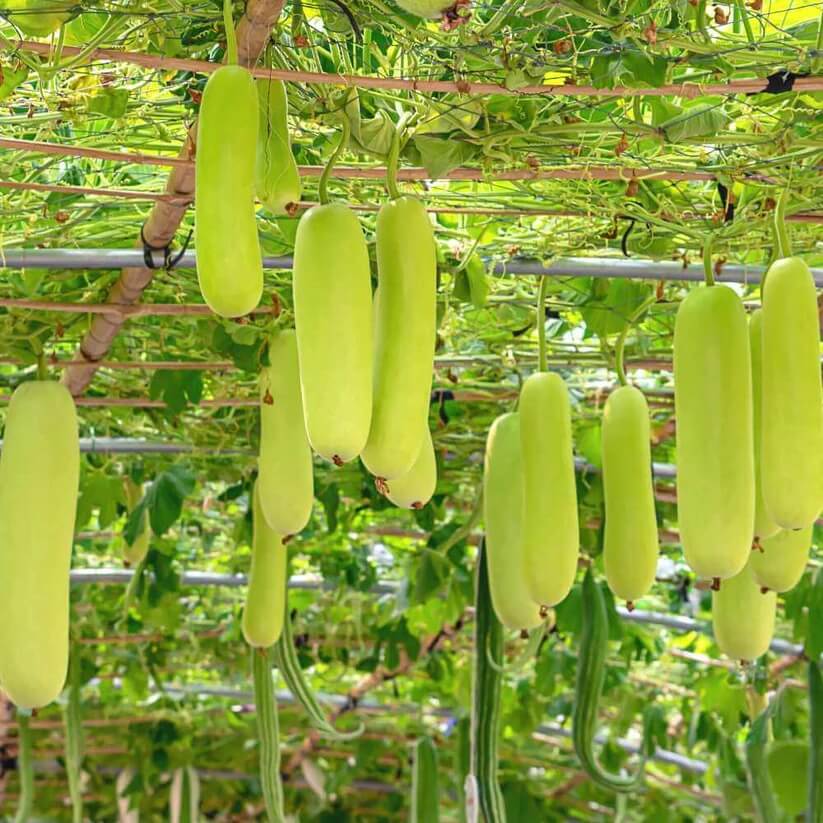 Tropical Gourd Seeds 