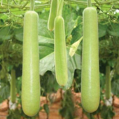 Tropical Gourd Seeds 