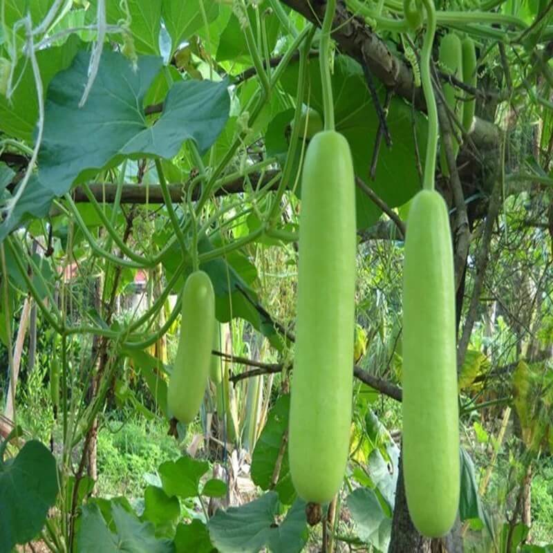 Tropical Gourd Seeds 
