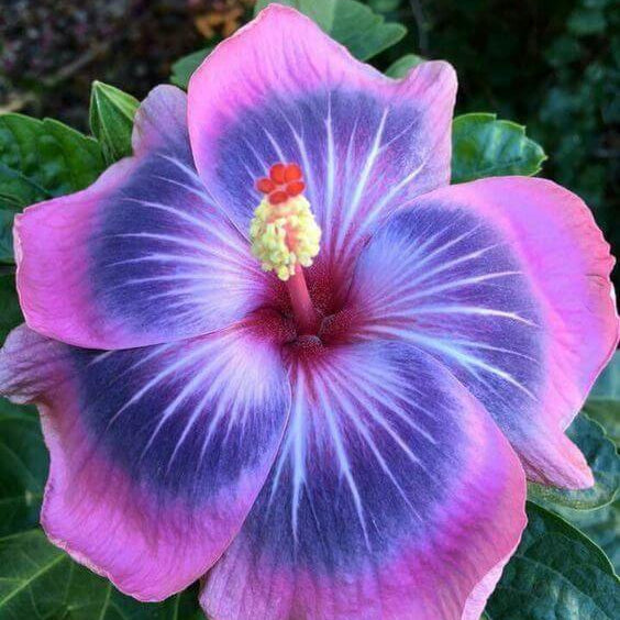 Tropical Hibiscus Seeds - Flower Plant