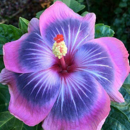 Tropical Hibiscus Seeds - Flower Plant