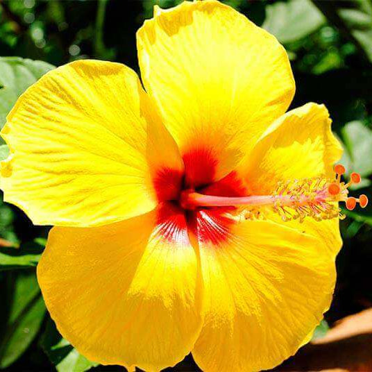 Tropical Hibiscus Seeds - Flower Plant