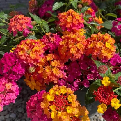 Tropical Lantana Seeds