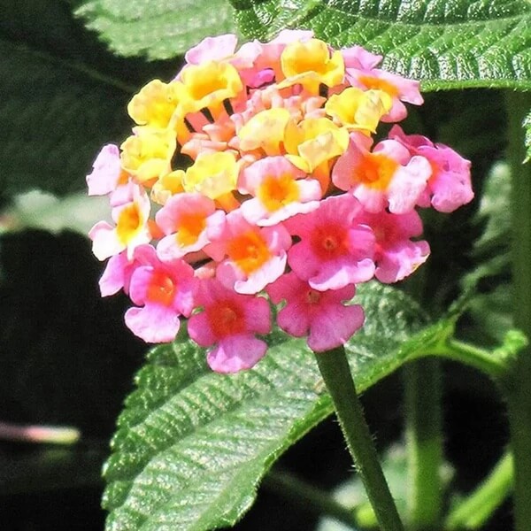 Tropical Lantana Seeds
