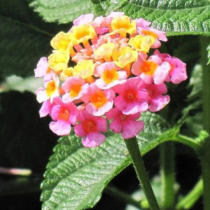 Tropical Lantana Seeds
